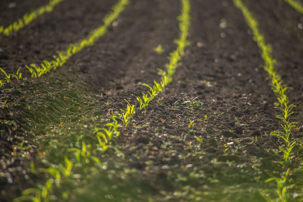 découvrez l'agriculture respectueuse du climat, une approche durable qui allie productivité et préservation de l'environnement. apprenez comment ces pratiques innovantes contribuent à la protection des ressources naturelles tout en garantissant des récoltes abondantes.
