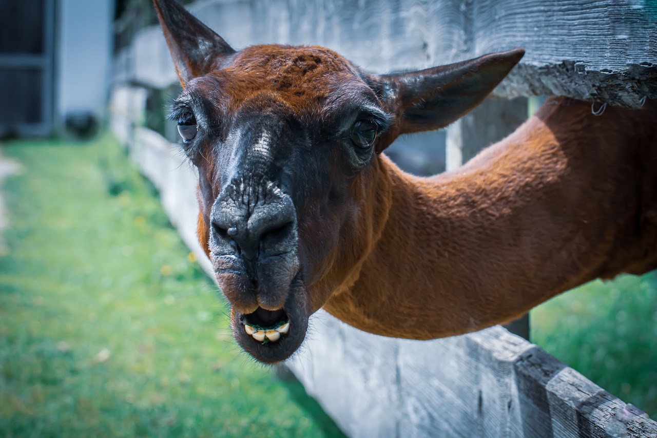 découvrez l'importance du bien-être animal et les initiatives pour protéger nos amis à quatre pattes. apprenez comment promouvoir une vie meilleure pour les animaux à travers des actions concrètes et des conseils engagés.