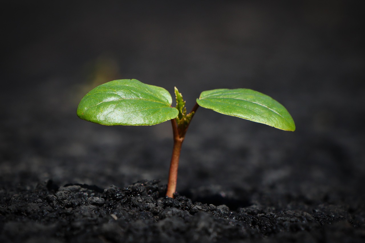 découvrez les causes, impacts et solutions à la dégradation des sols pour préserver la santé environnementale et assurer une agriculture durable.