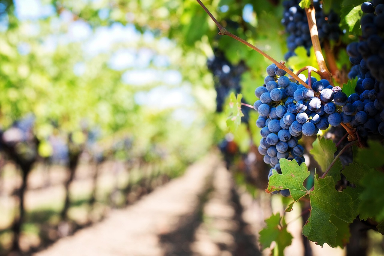 découvrez les pratiques de la viticulture durable pour produire du vin tout en respectant l'environnement et en préservant les ressources naturelles.
