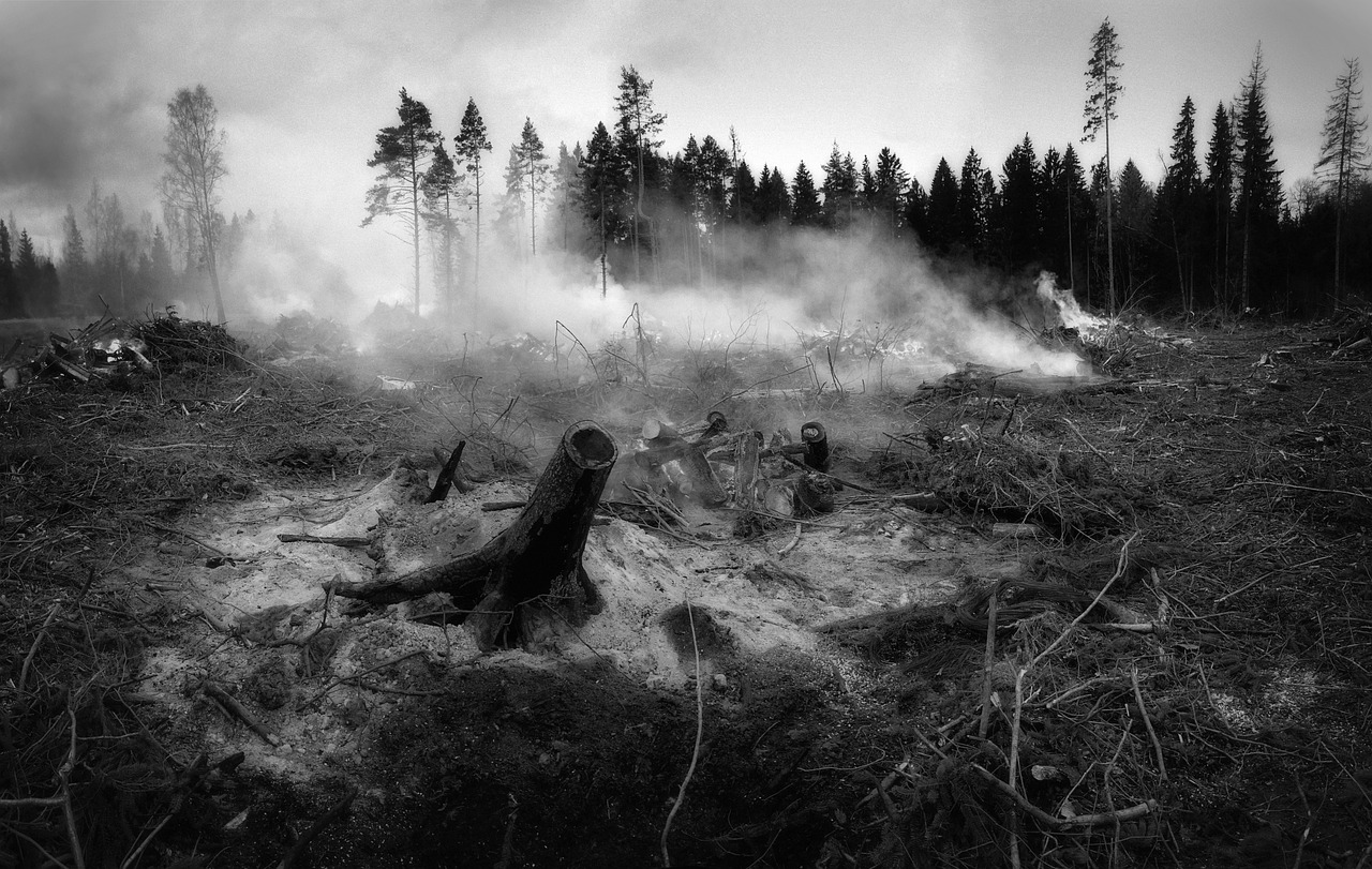 découvrez tout sur les incendies de forêt : causes, impacts sur l'environnement et la biodiversité, ainsi que les stratégies de prévention et de lutte pour protéger nos écosystèmes.
