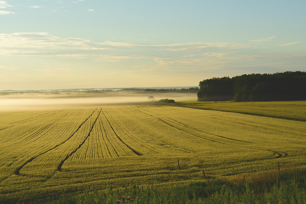 découvrez l'artificialisation des terres, un enjeu majeur pour l'environnement et le développement durable. explorez ses impacts sur la biodiversité, les ressources naturelles et les enjeux urbains. informez-vous sur les stratégies pour préserver nos écosystèmes tout en répondant aux besoins croissants de population.