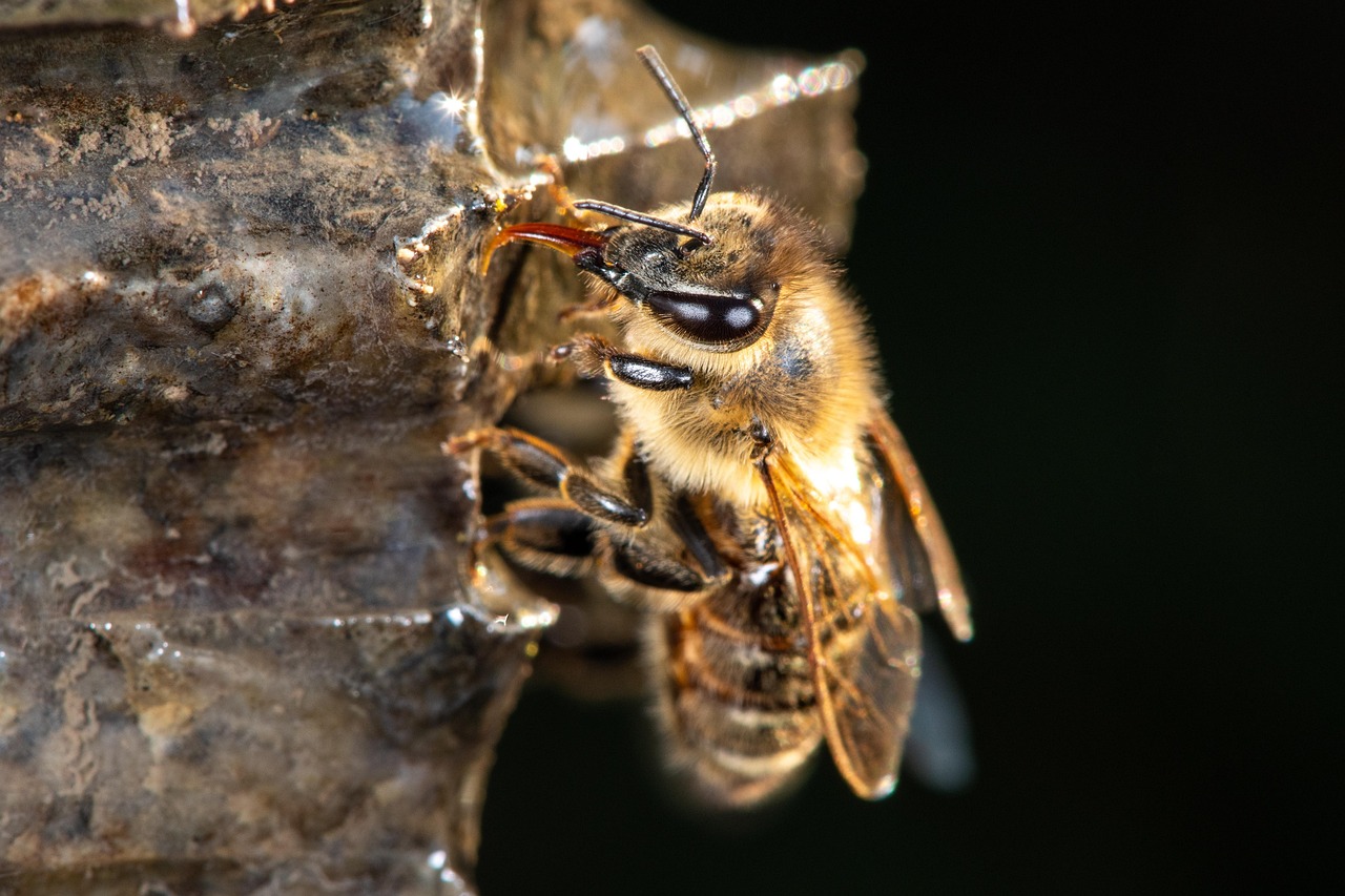 découvrez l'importance de la protection des abeilles pour notre écosystème. apprenez des stratégies et des conseils pour préserver ces pollinisateurs essentiels, afin de garantir un avenir durable pour notre planète.