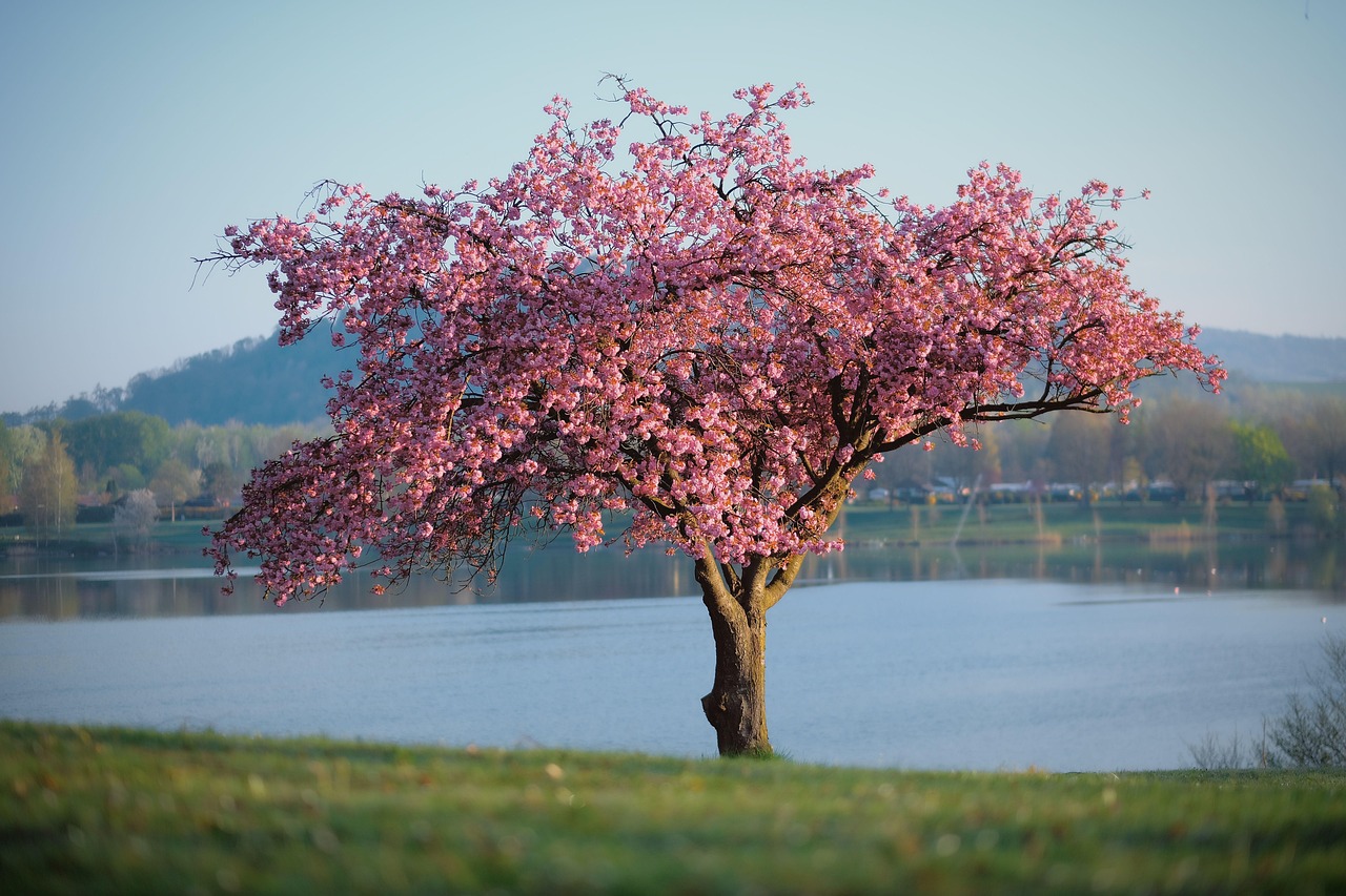 découvrez nos conseils et astuces pour l'entretien des arbres et l'aménagement paysager, afin de sublimer vos espaces extérieurs avec harmonie et naturel.