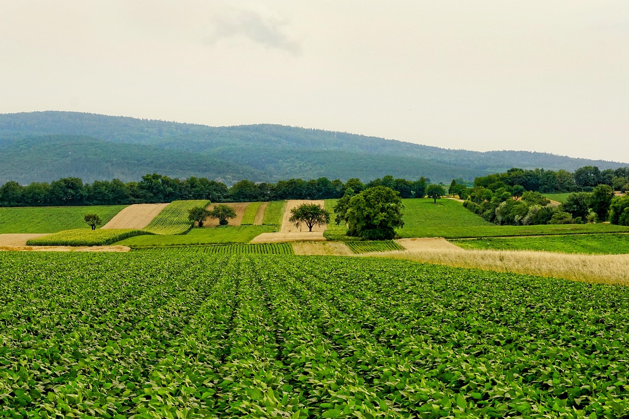 Les prairies et légumineuses : piliers d’une agriculture bas-carbone selon The Shift Project