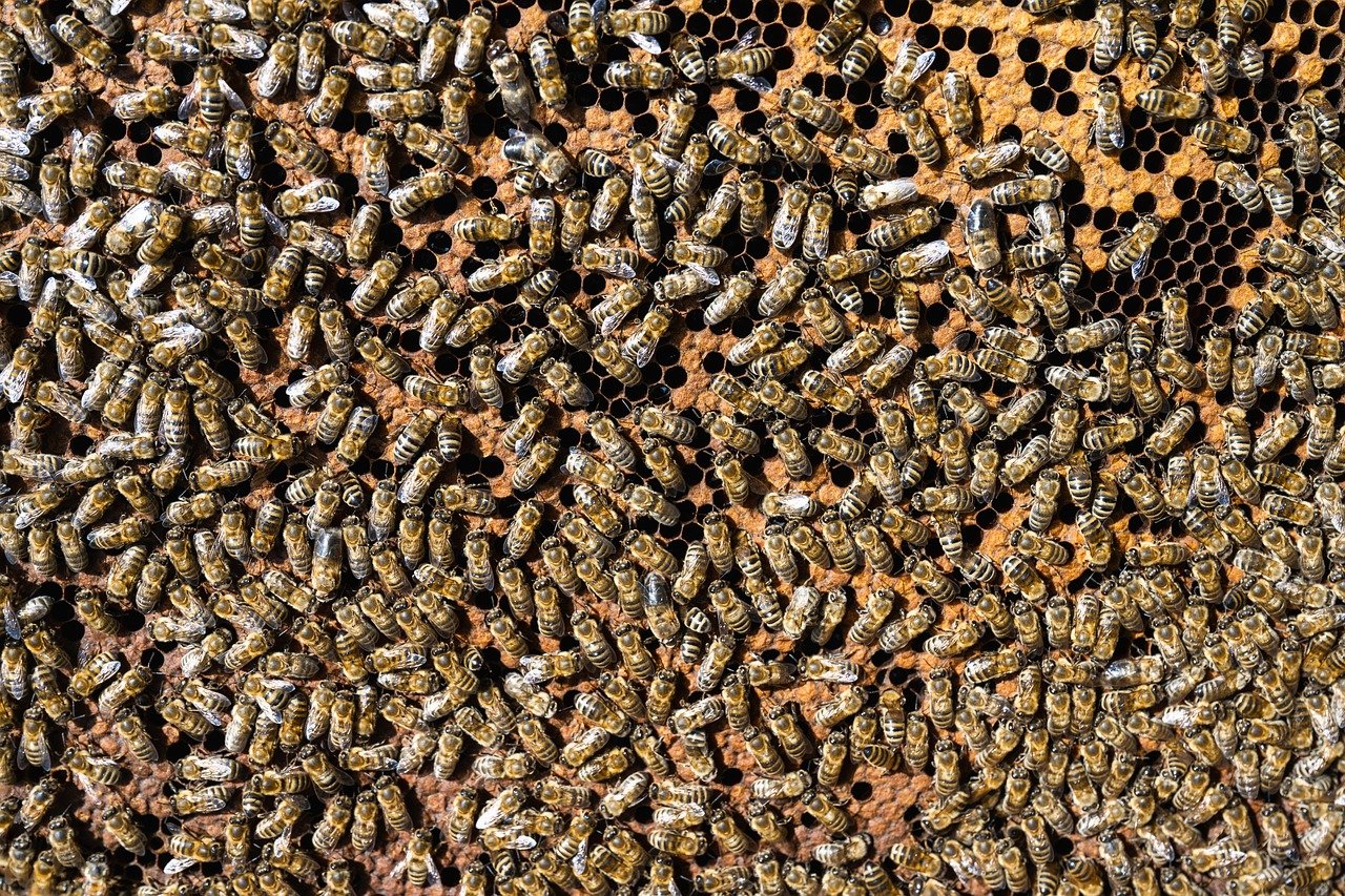 Le rôle crucial des abeilles dans l’écosystème