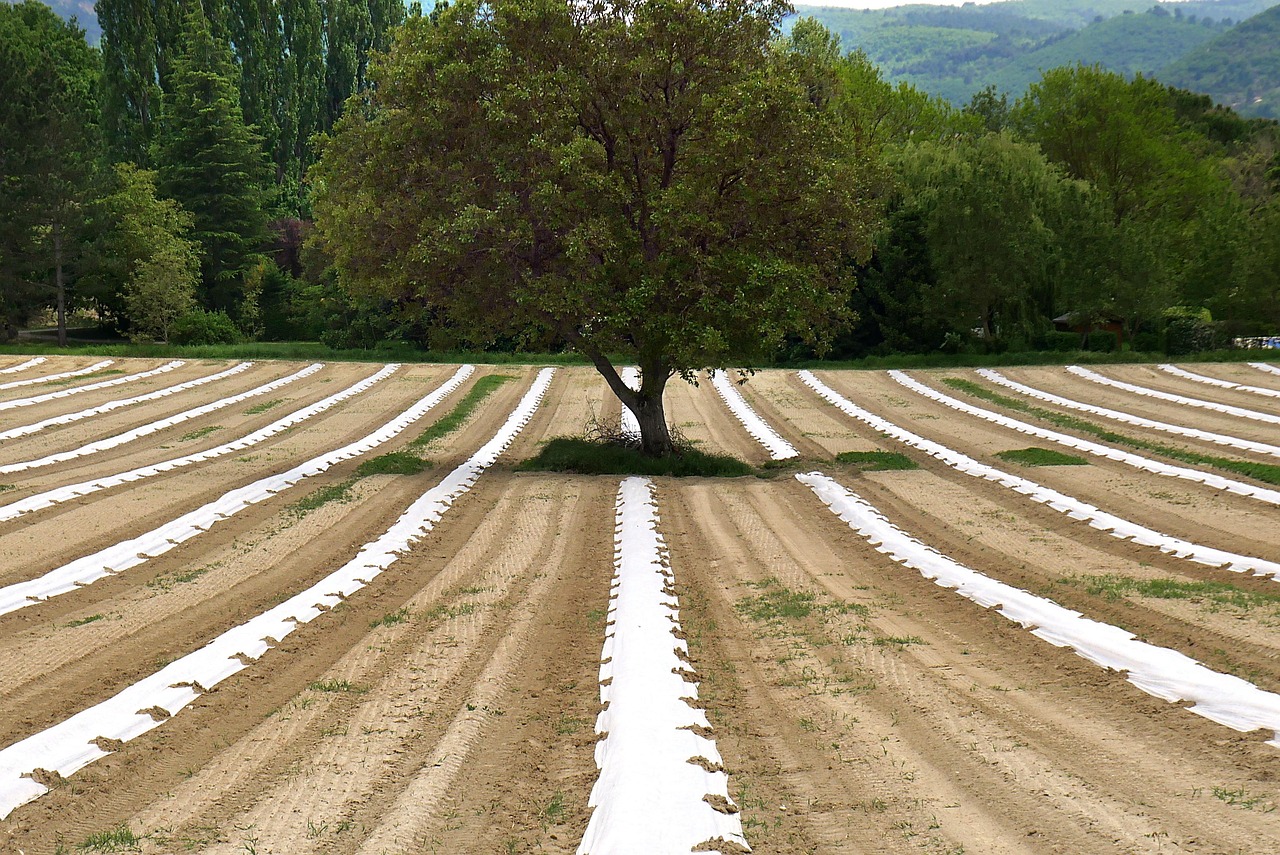 Agroécologie : Vers une agriculture durable et respectueuse de l’environnement