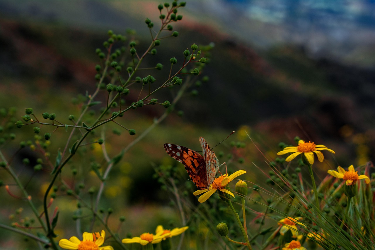 Podcast : le rôle fascinant des insectes en tant qu’indicateurs du changement climatique
