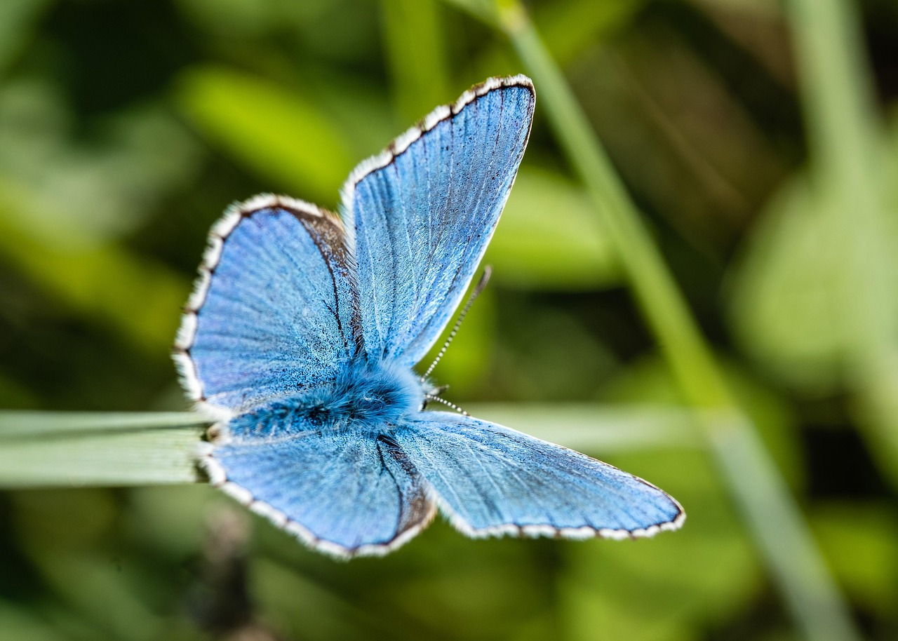 Climat et biodiversité : les conséquences du retrait des États-Unis des grandes organisations internationales