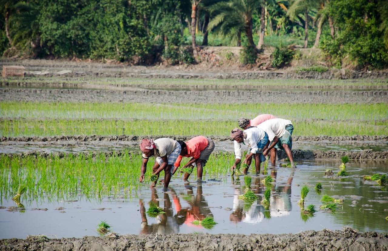Techniques de culture du riz durables pour lutter contre le changement climatique mises en lumière