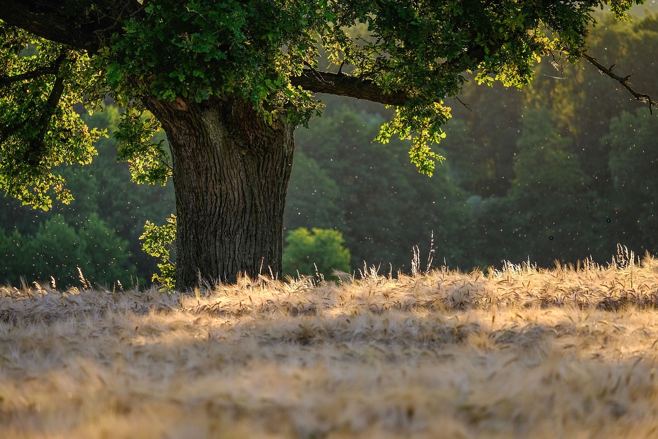 France : Les forêts de montagnes en péril face aux impacts du changement climatique
