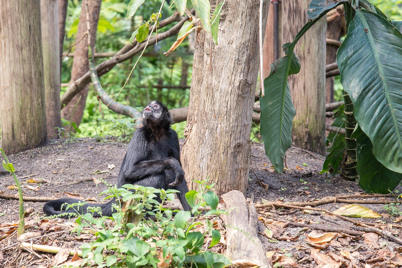 Forêts du Congo : un virage inquiétant, passage des puits de carbone aux sources d’émissions