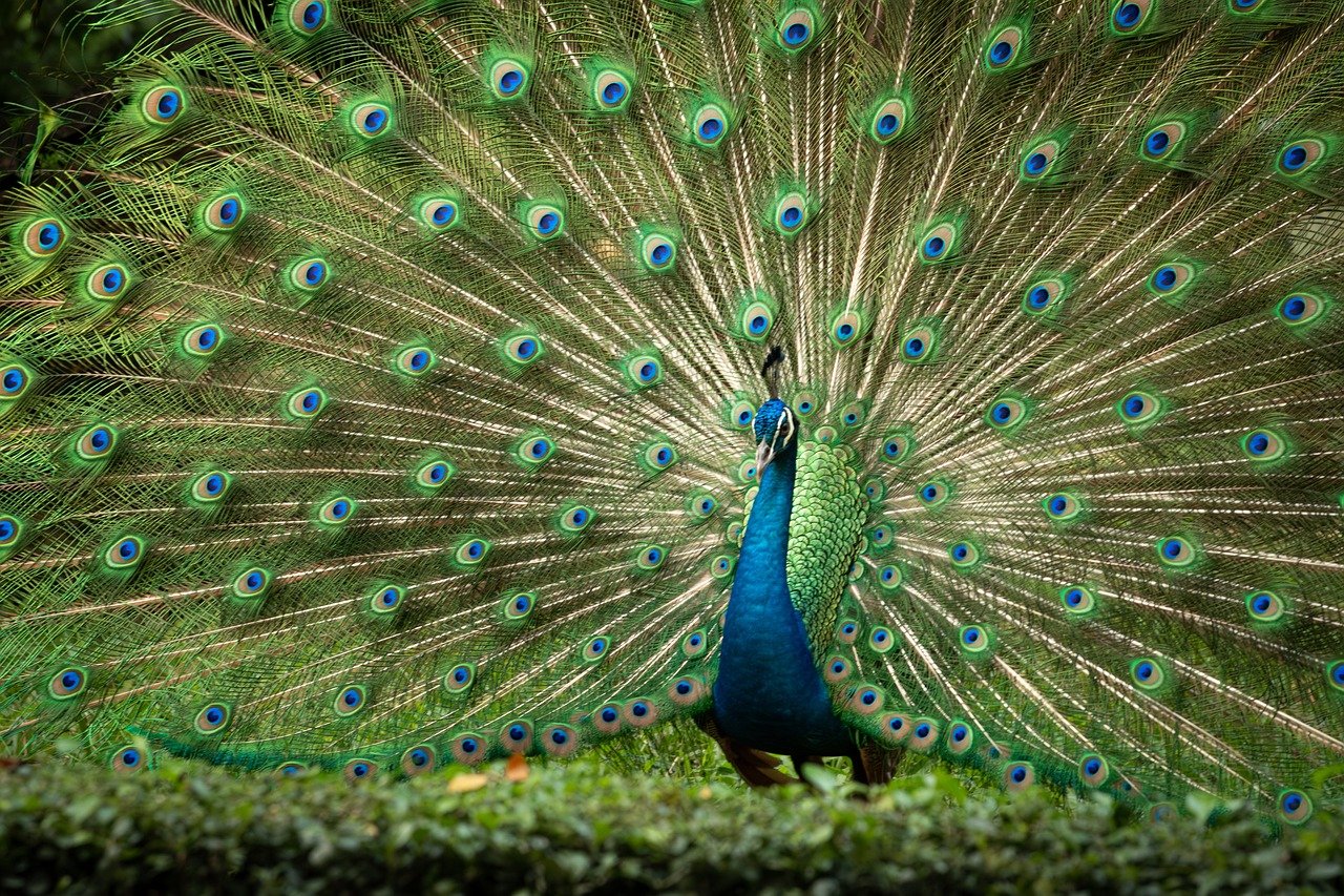 Biodiversité et agriculture : vers une cohabitation harmonieuse