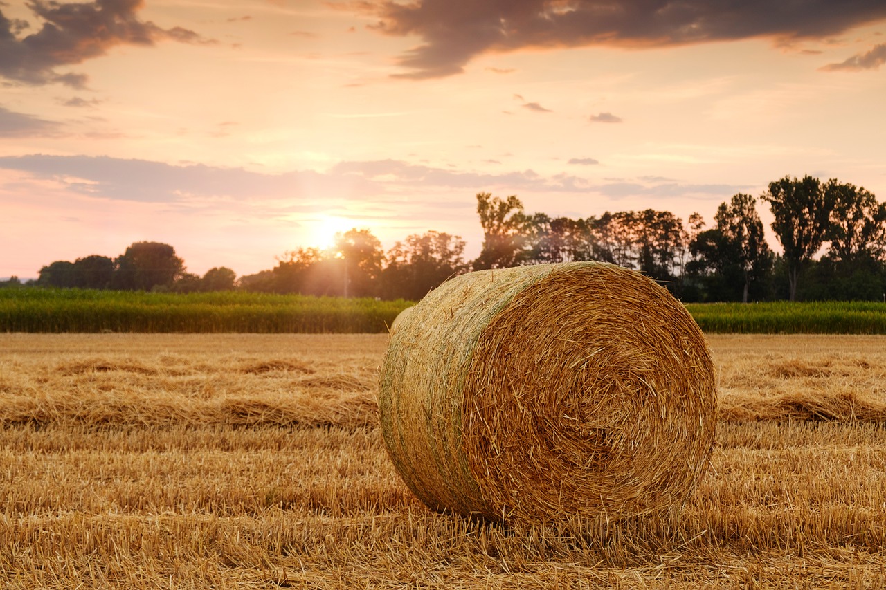 Comment promouvoir une agriculture respectueuse du climat