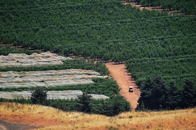 Au Liban, Israël pointé du doigt pour un écocide : forêts ravagées et sols pollués