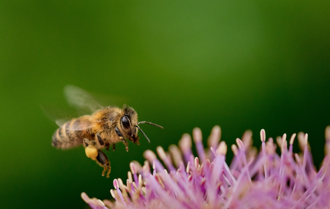 Biodiversité continentale : enjeux et solutions pour la préservation des écosystèmes