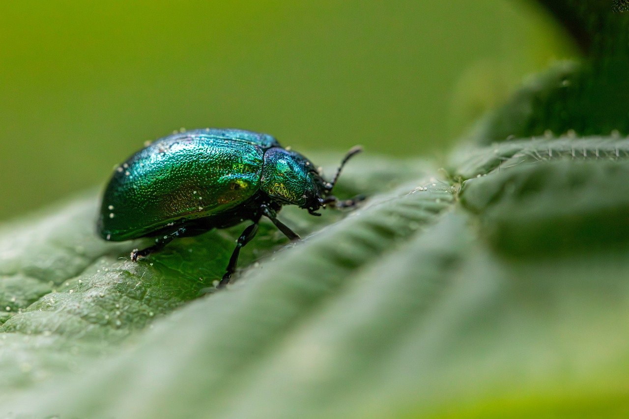 Biodiversité au jardin : comment favoriser la vie sauvage et protéger l’écosystème chez soi